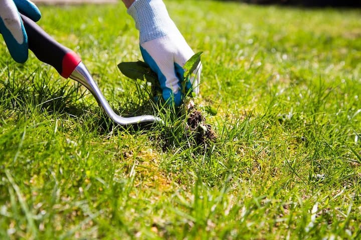 How Do I Get the Weeds Out of My Lawn?