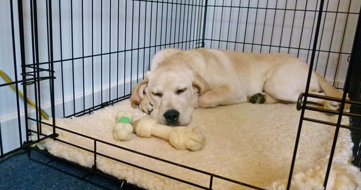 a dog laying in a pet crate